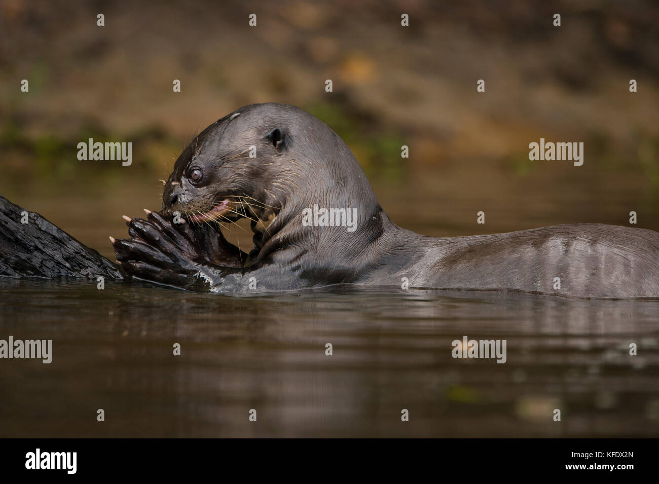 Lontra gigante mangiare pesce nel pantanal Foto Stock