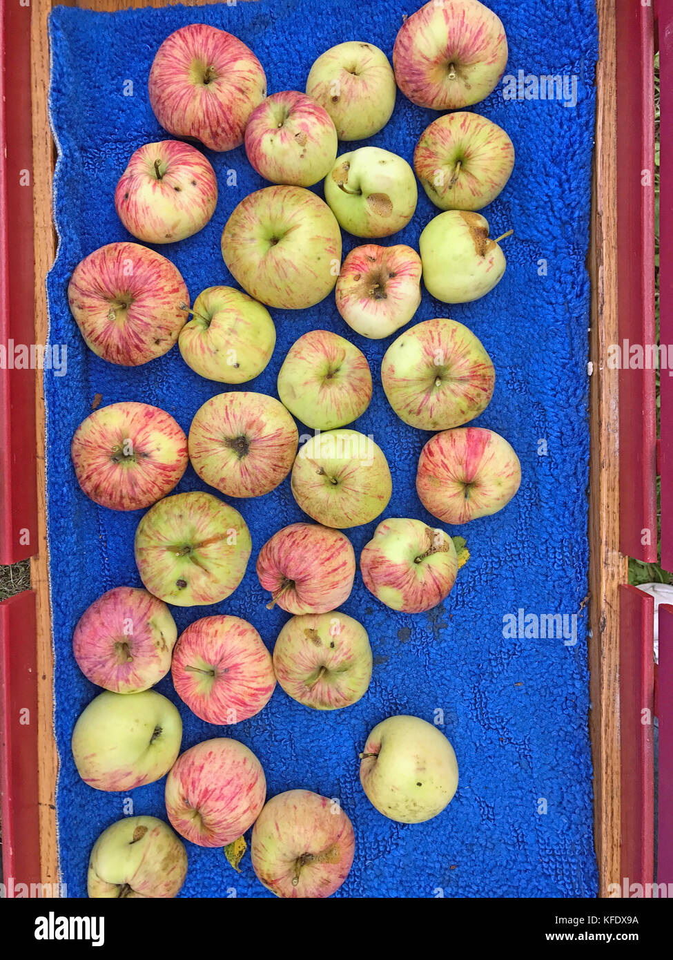 Appena preso Apple in un carro rosso Foto Stock