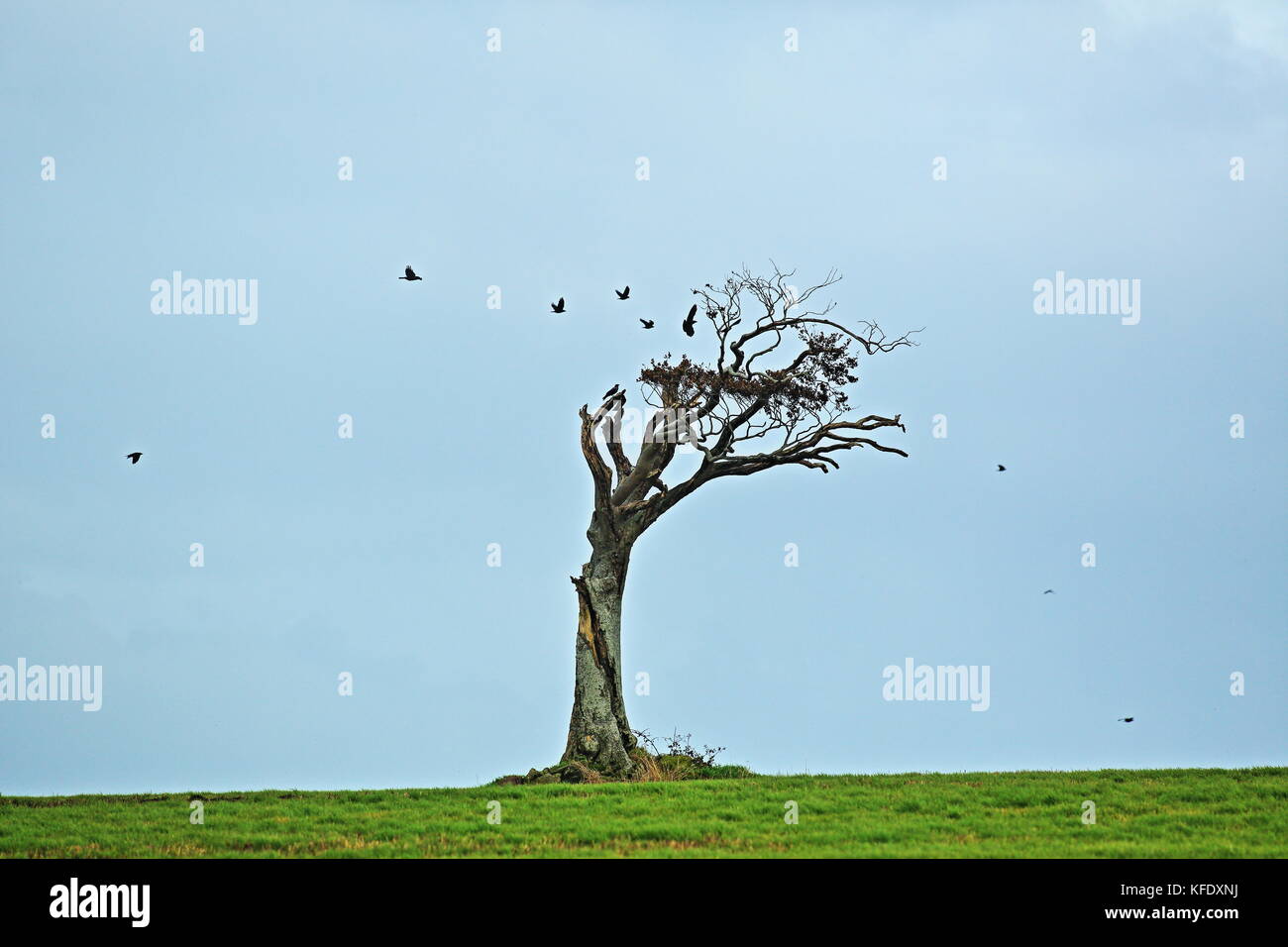 L'albero di Rihanna nella contea di Down, NI. Questo albero vi attira l'attenzione sulla strada che porta da Belfast a Bangor. Anche se, alcuni anni fa, non era l'unica cosa a catturare l'attenzione degli automobilisti di passaggio, poiché Rihanna ha causato un po' di scalpore portando il suo kit sul campo mentre realizzava un video pop Foto Stock