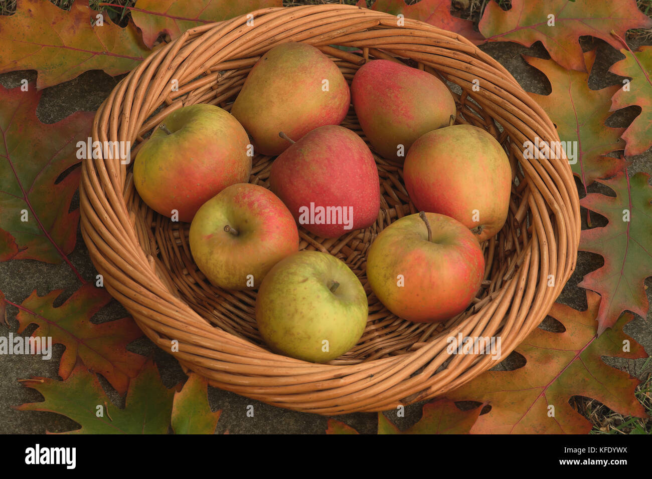 Mele, alcuni dei quali sono di Mannington Pearmain, su un vassoio di vimini con foglie di quercia Foto Stock