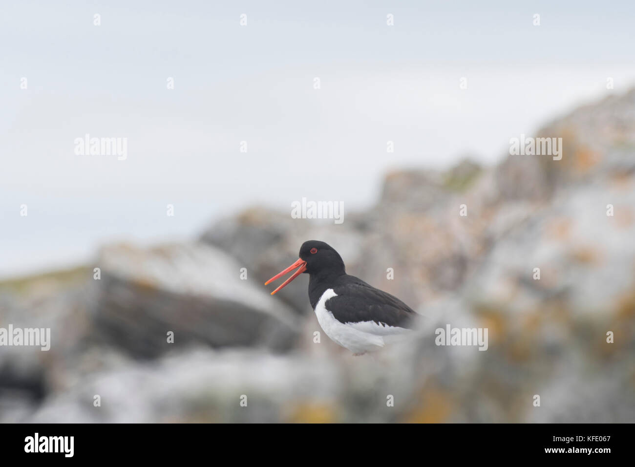 , Oystercatcher Haematopus ostralegus , adulto su rocce chiamando , yell, shetland , Agosto Foto Stock