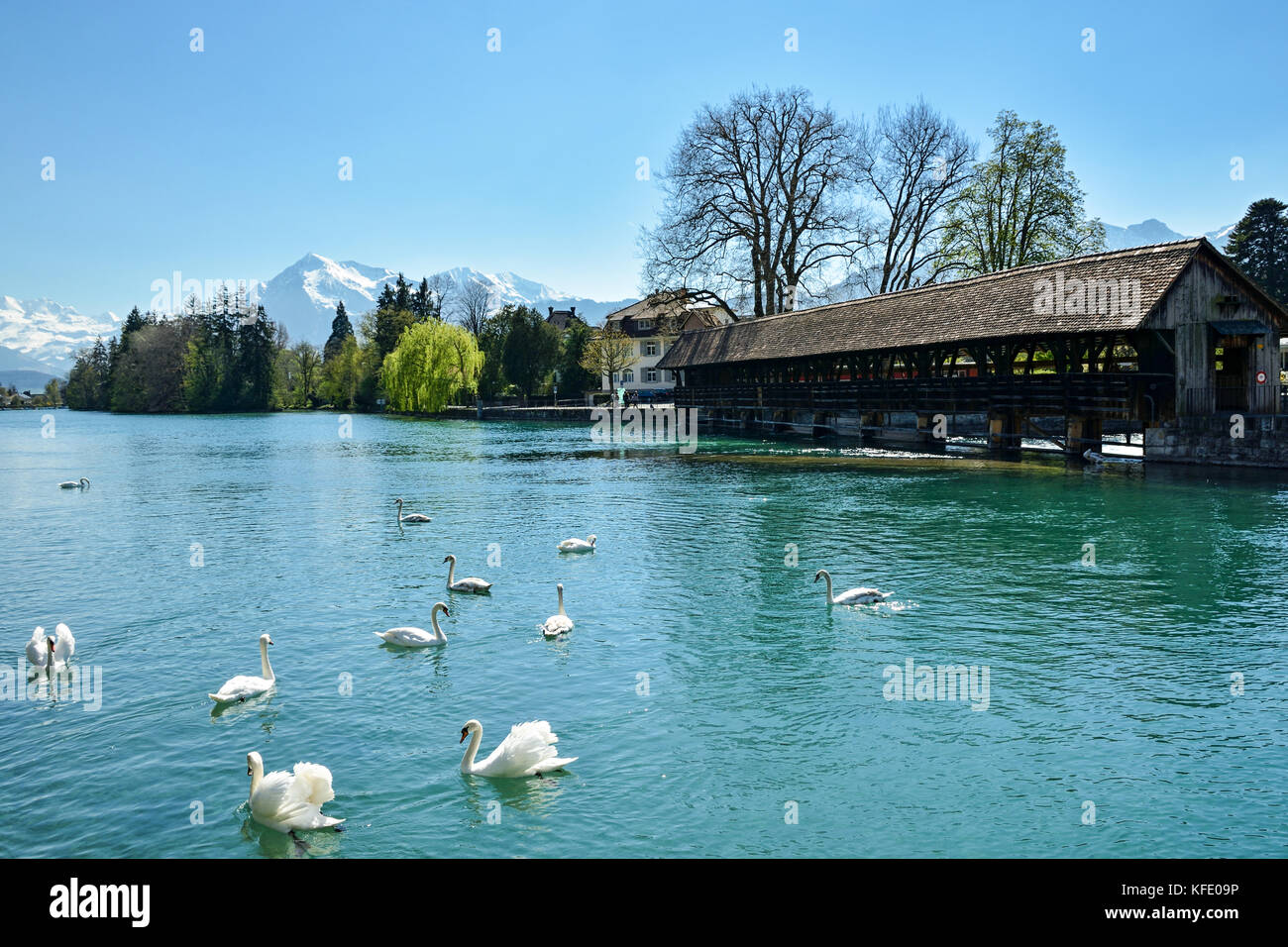 I cigni sul lago Thunersee con meravigliose alpi in background Foto Stock