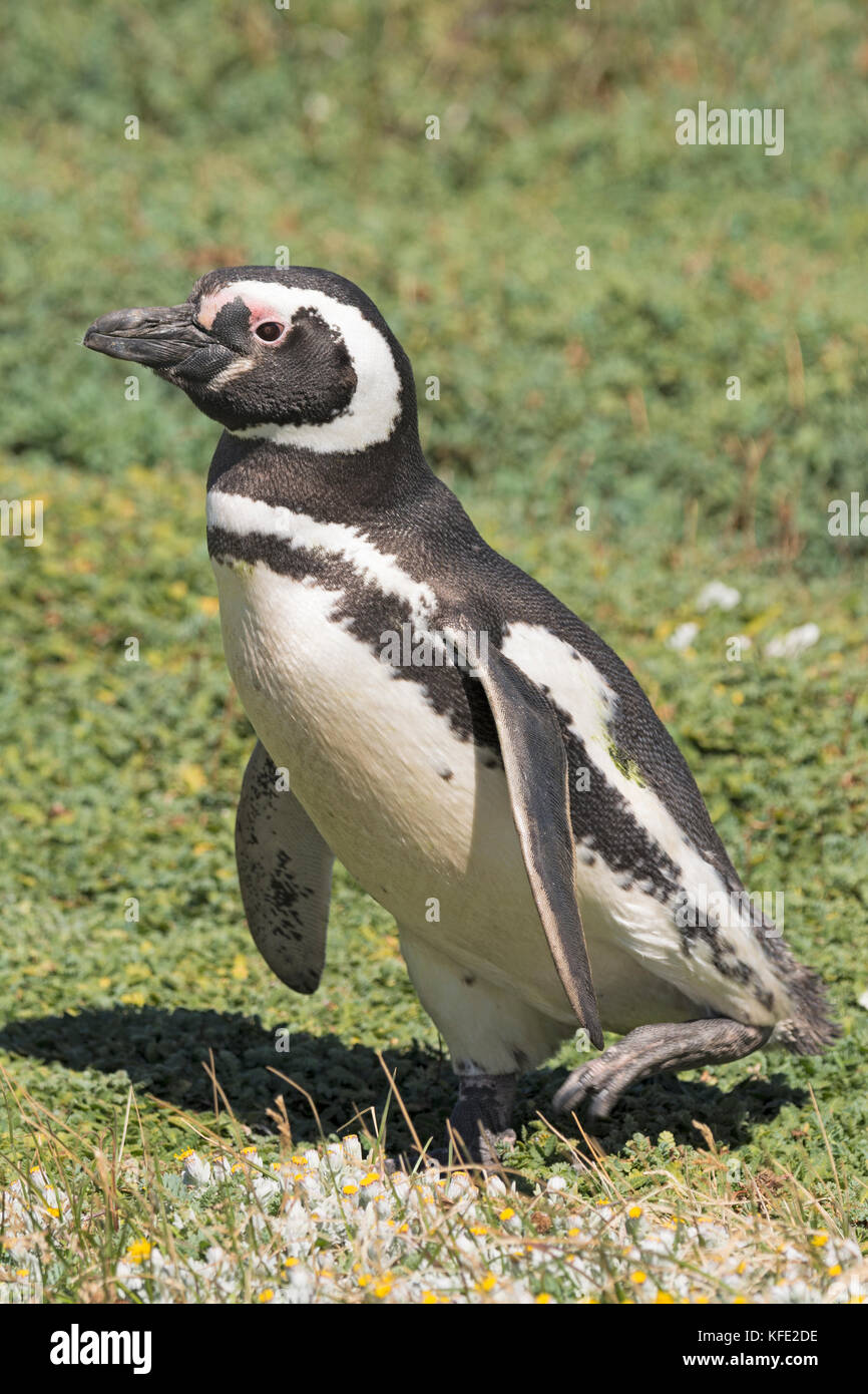 Penguin a piedi attraverso un prato nelle Otway Nature Preserve in Cile Patagonia Foto Stock