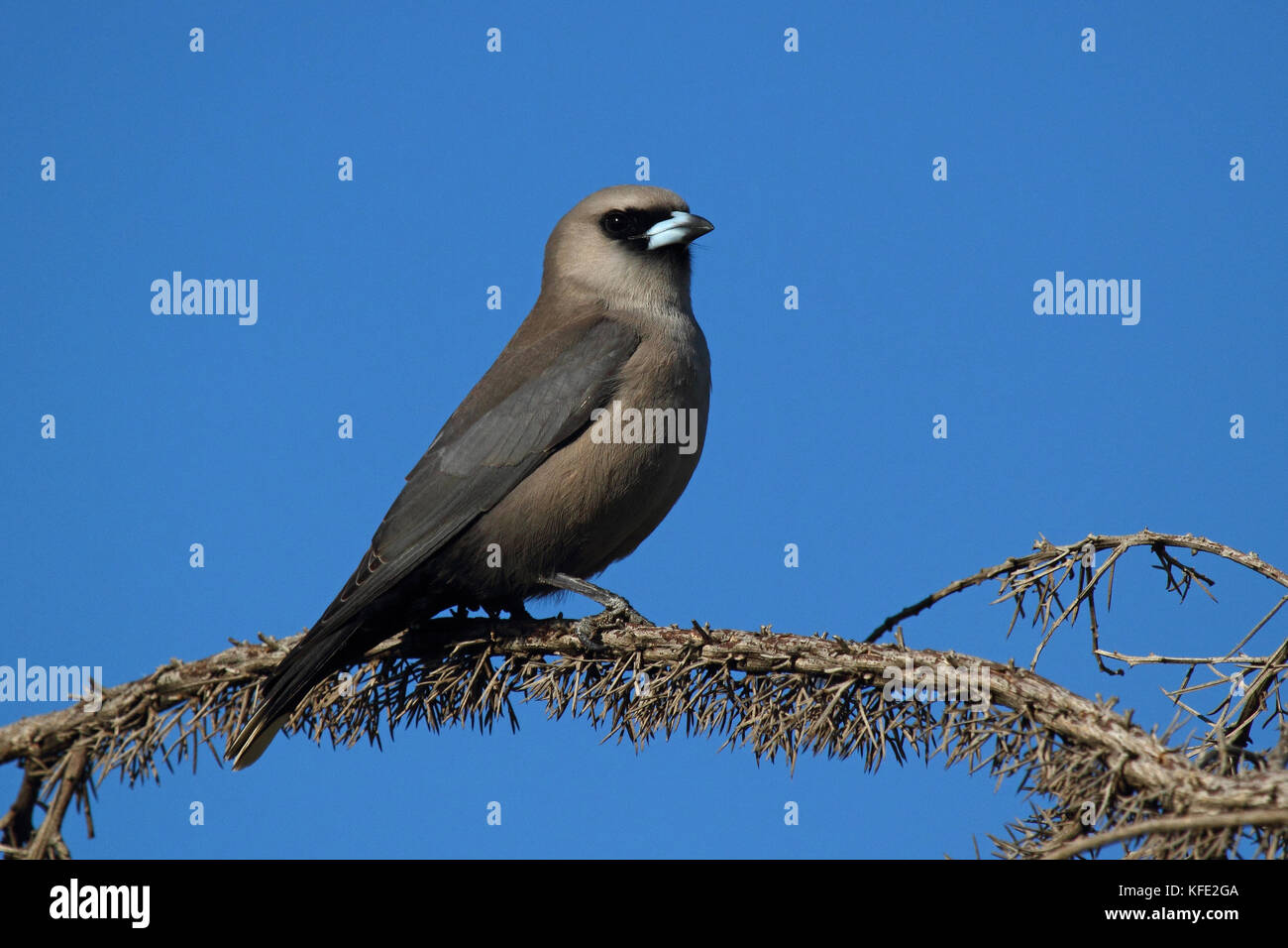 Arroccato in legno con rivestimento nero (Artamus cinereus). Bunbury, regione sud-occidentale, Australia occidentale, Australia Foto Stock