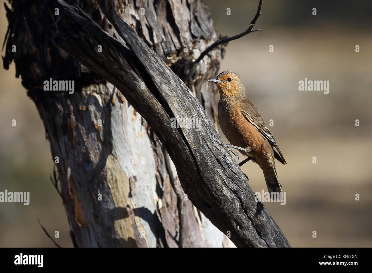 Rufous treecreeper (Climacteris rufus) foraging per insetti su un tronco di albero. Dryandra Woodland, regione del Wheatbelt, Australia Occidentale, Australia Foto Stock