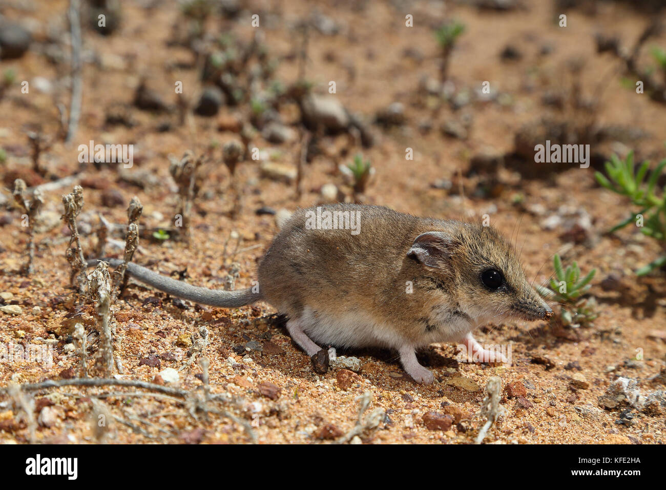 Dunnart con coda di grasso (Sminthopsis crassicaudata), di lunghezza compresa tra 60 e 90 mm con coda di 45-70 mm in cui può immagazzinare riserve di grasso. Yalgoo, Mid West Foto Stock