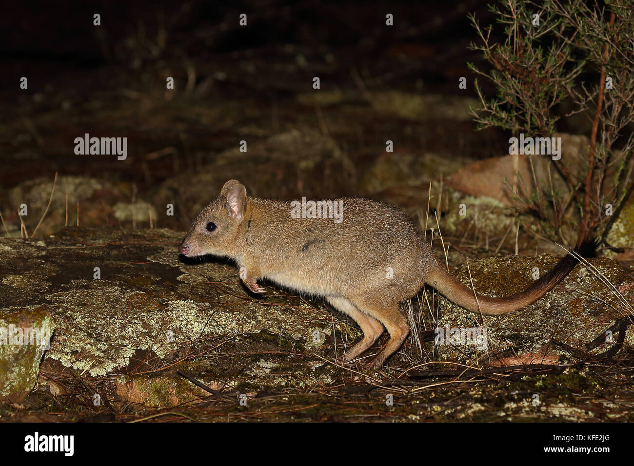 Bettong a coda di pennello (Bettongia penicillata), salendo al crepuscolo. Dryandra Woodland, regione del Wheatbelt, Australia Occidentale, Australia Foto Stock