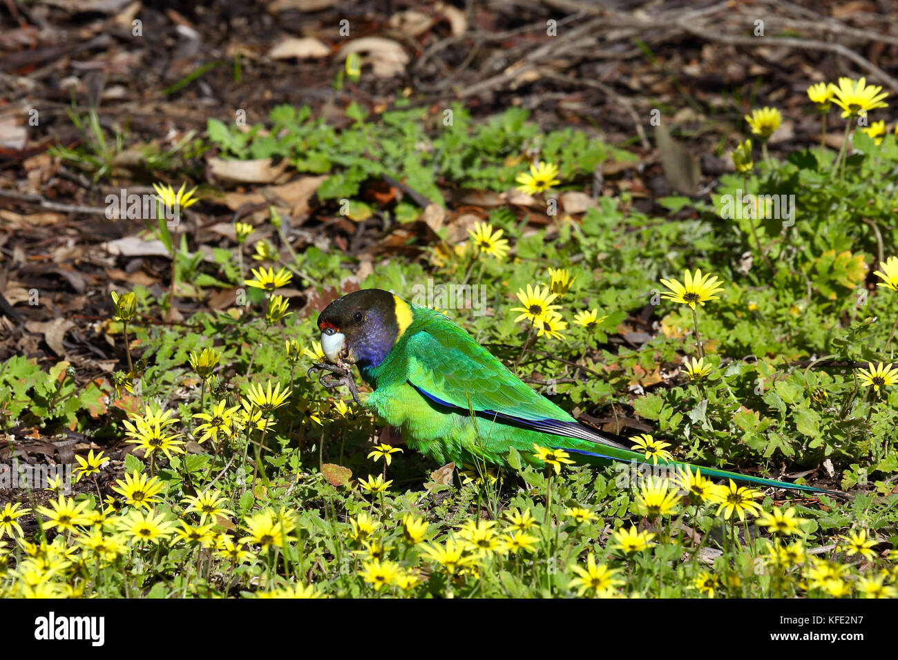 Ventotto pappagalli (Barnardius zonarius semitorquatus), a terra, mangiando. Bunbury, Australia Occidentale, Australia Foto Stock