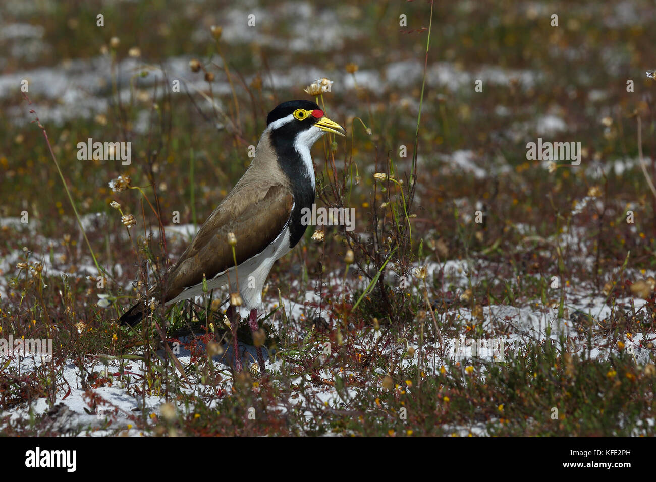 Lappatura a fasce (Vanellus tricolore) a terra. Australind, regione Sud Ovest, Australia Occidentale, Australia Foto Stock