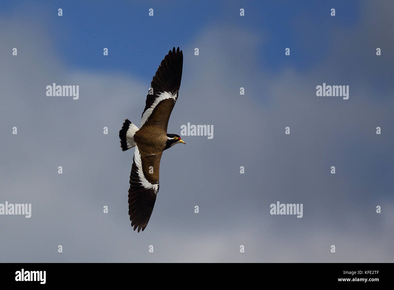 Lappatura a fasce (Vanellus tricolore) in volo. Australind, regione Sud Ovest, Australia Occidentale, Australia Foto Stock