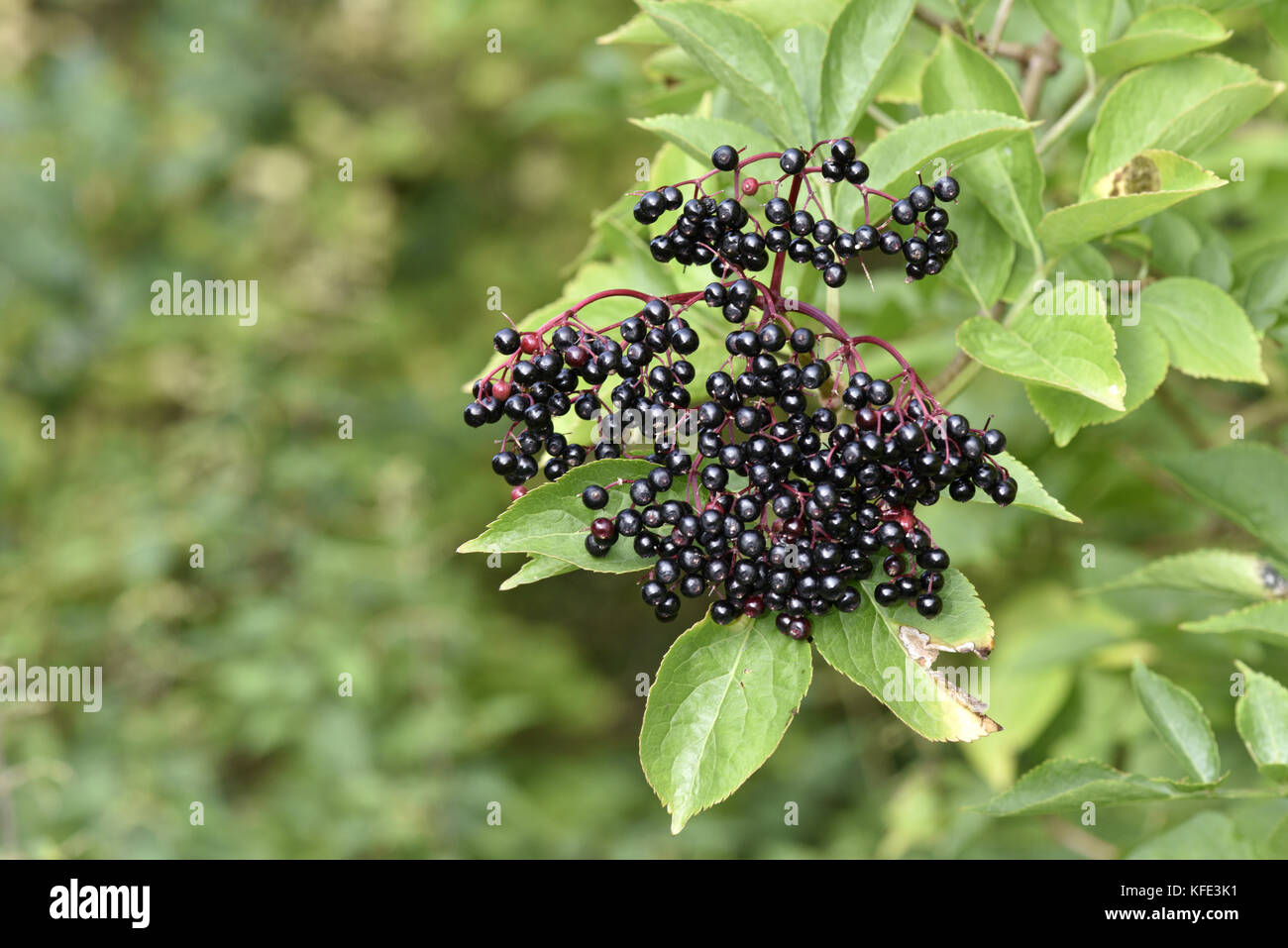 Il sambuco - Sambucus nigra Foto Stock