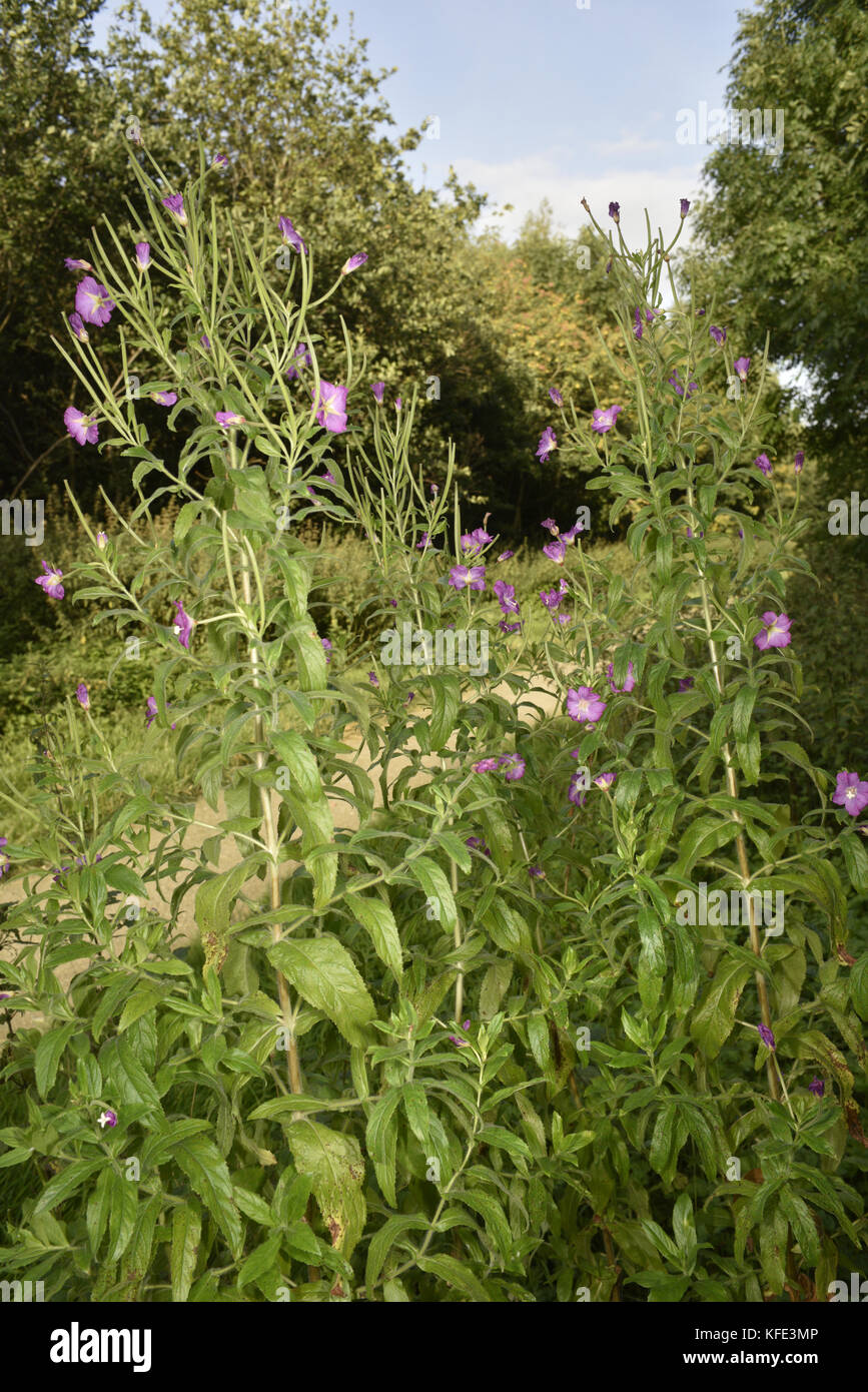Grande willowherb - Epilobium hirsutum Foto Stock