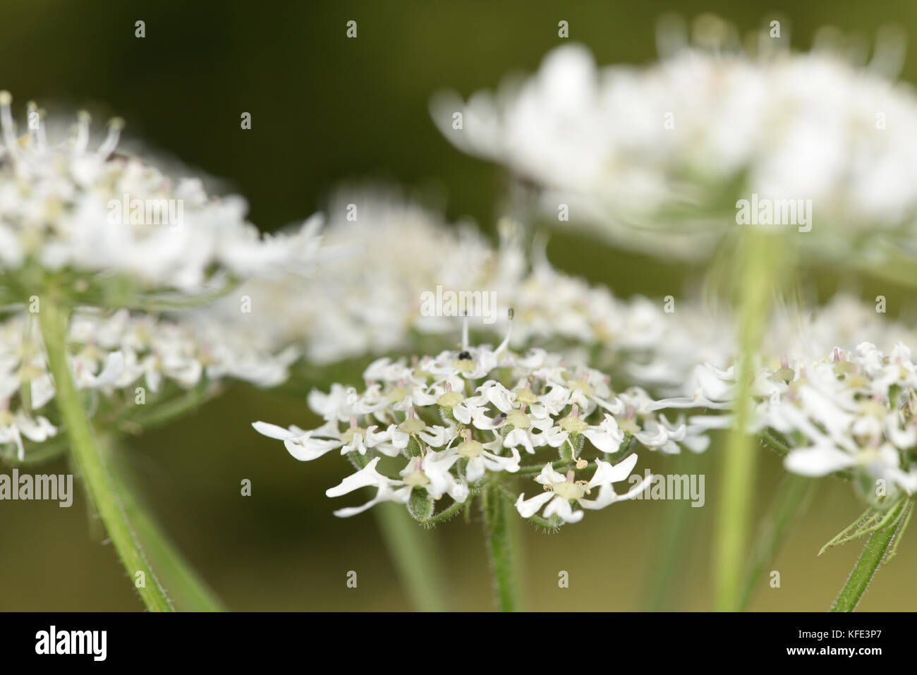 Hogweed - heracleum sphondylium Foto Stock