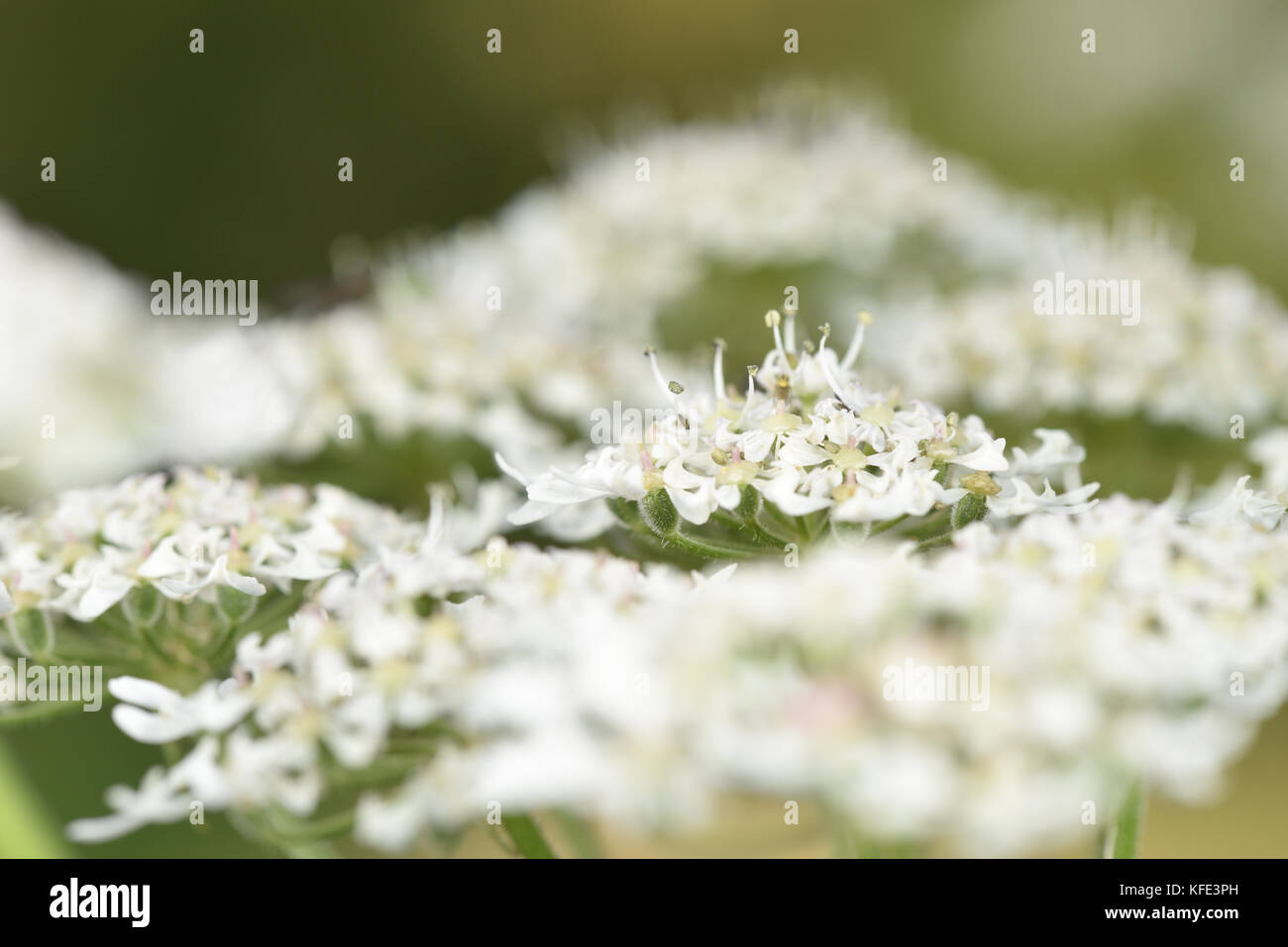 Hogweed - heracleum sphondylium Foto Stock