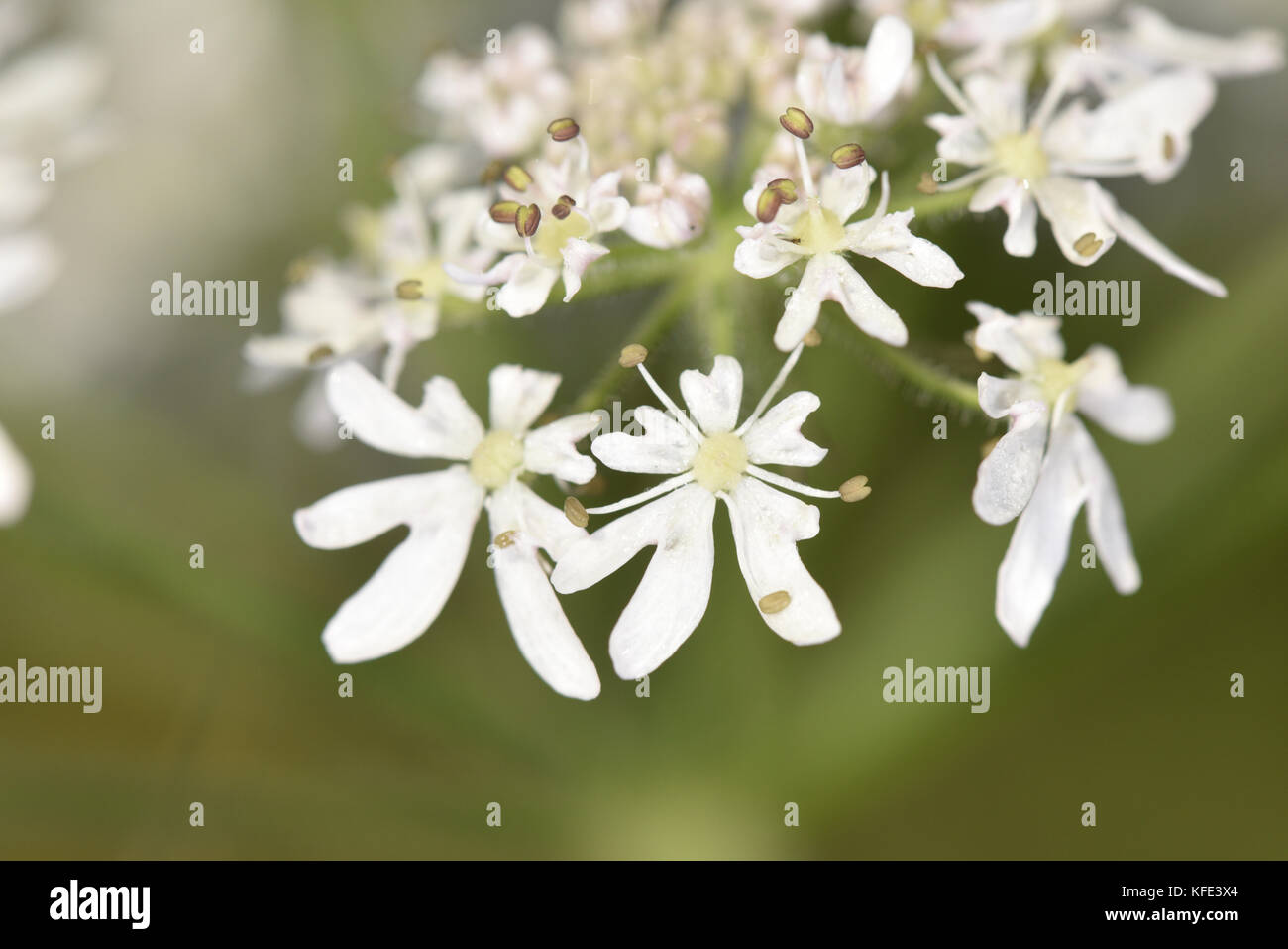 Hogweed - heracleum sphondylium Foto Stock