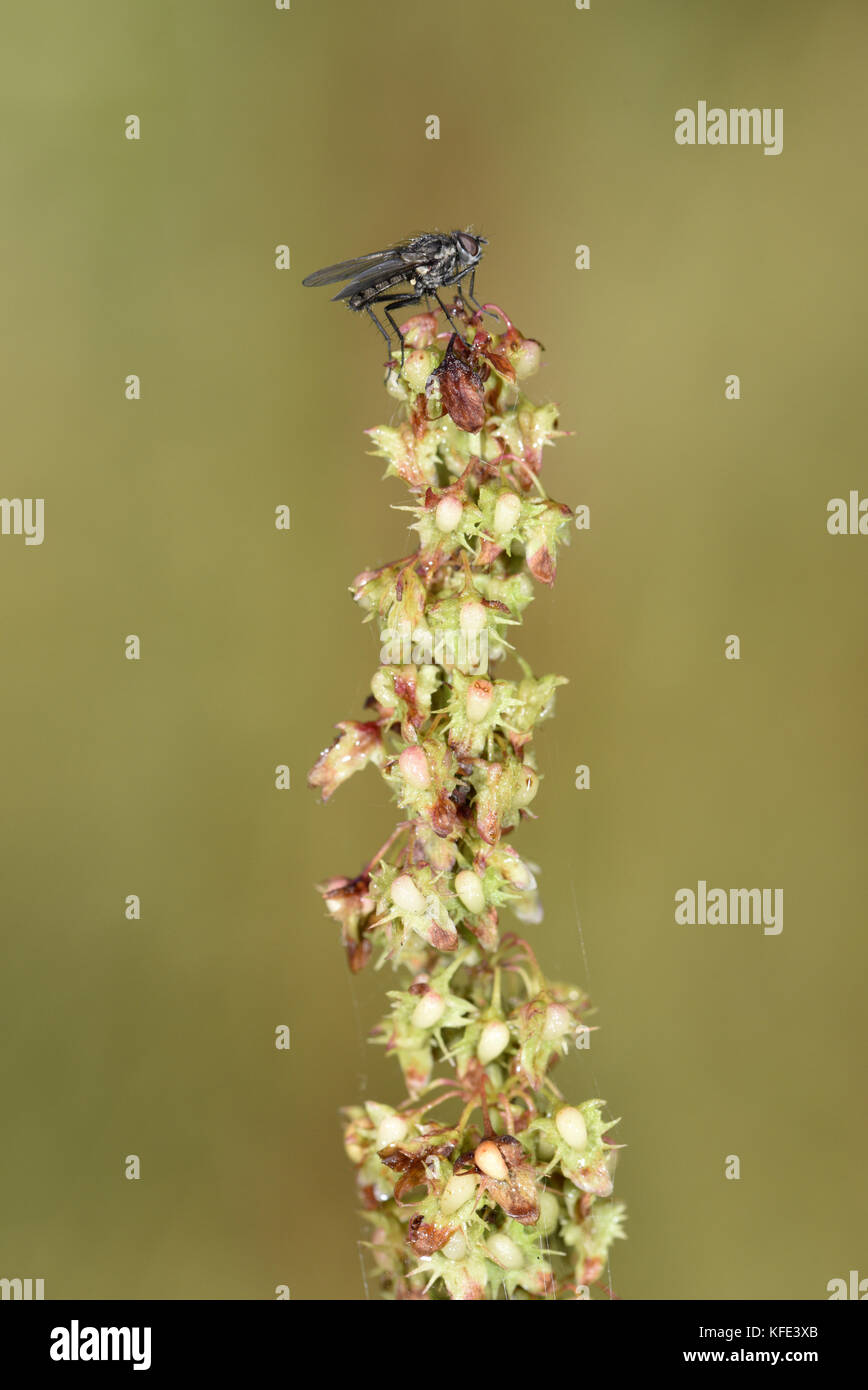 Clustered dock - rumex conglomeratus Foto Stock