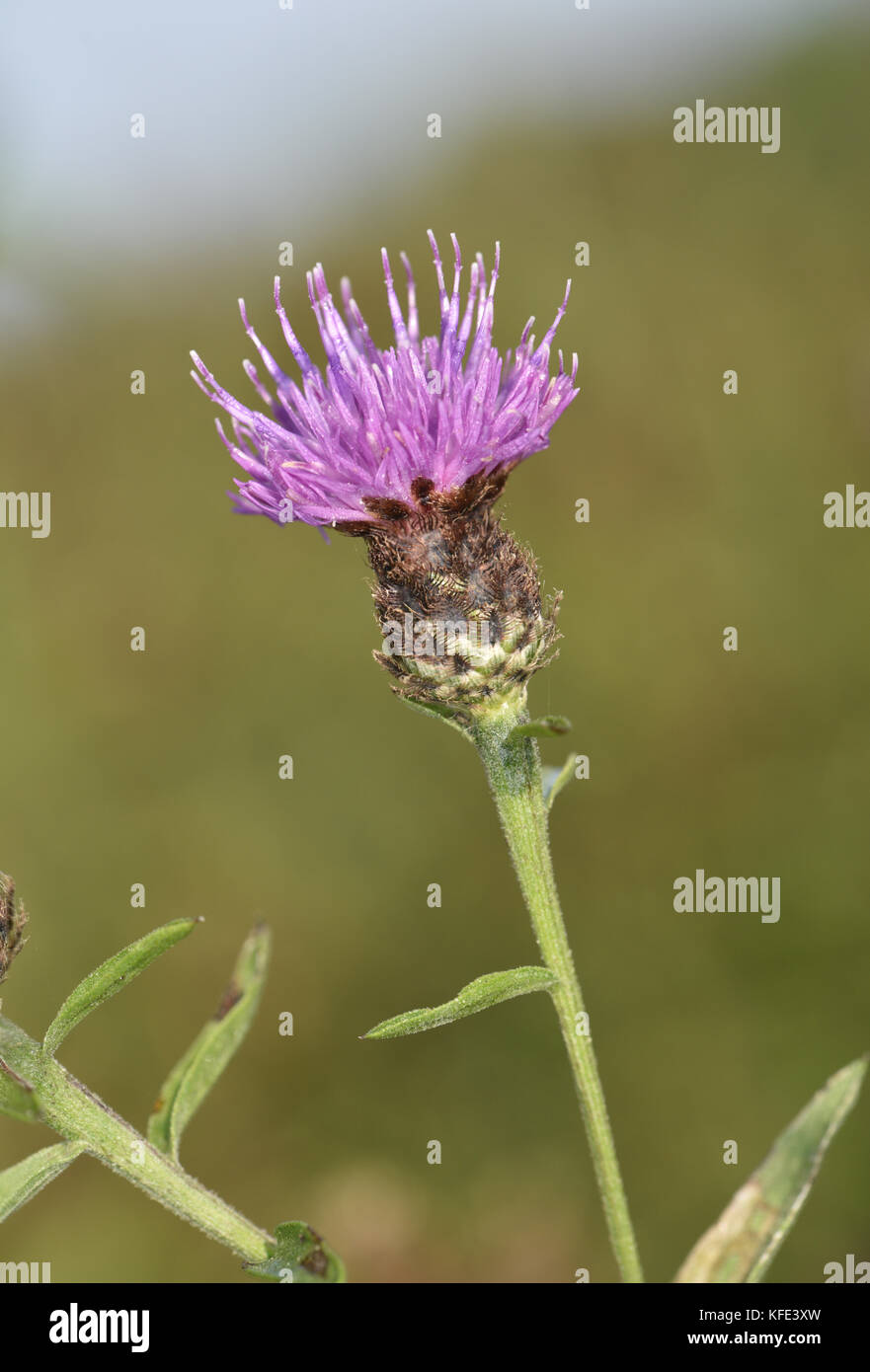 Fiordaliso comune - centaurea nigra Foto Stock