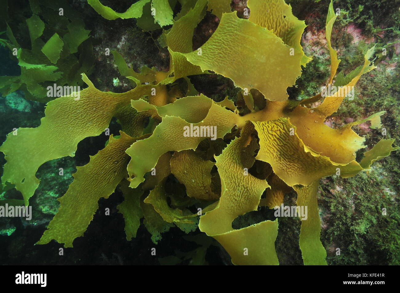 Frond ricciolo di brown sgambate kelp ecklonia radiata di temperato del sud pacifico. Foto Stock