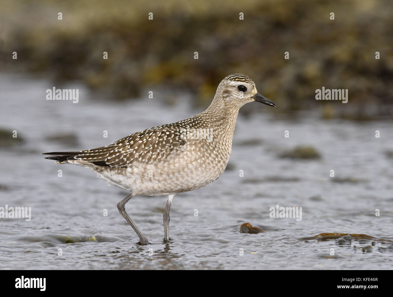 American golden plover - pluvialis dominica Foto Stock