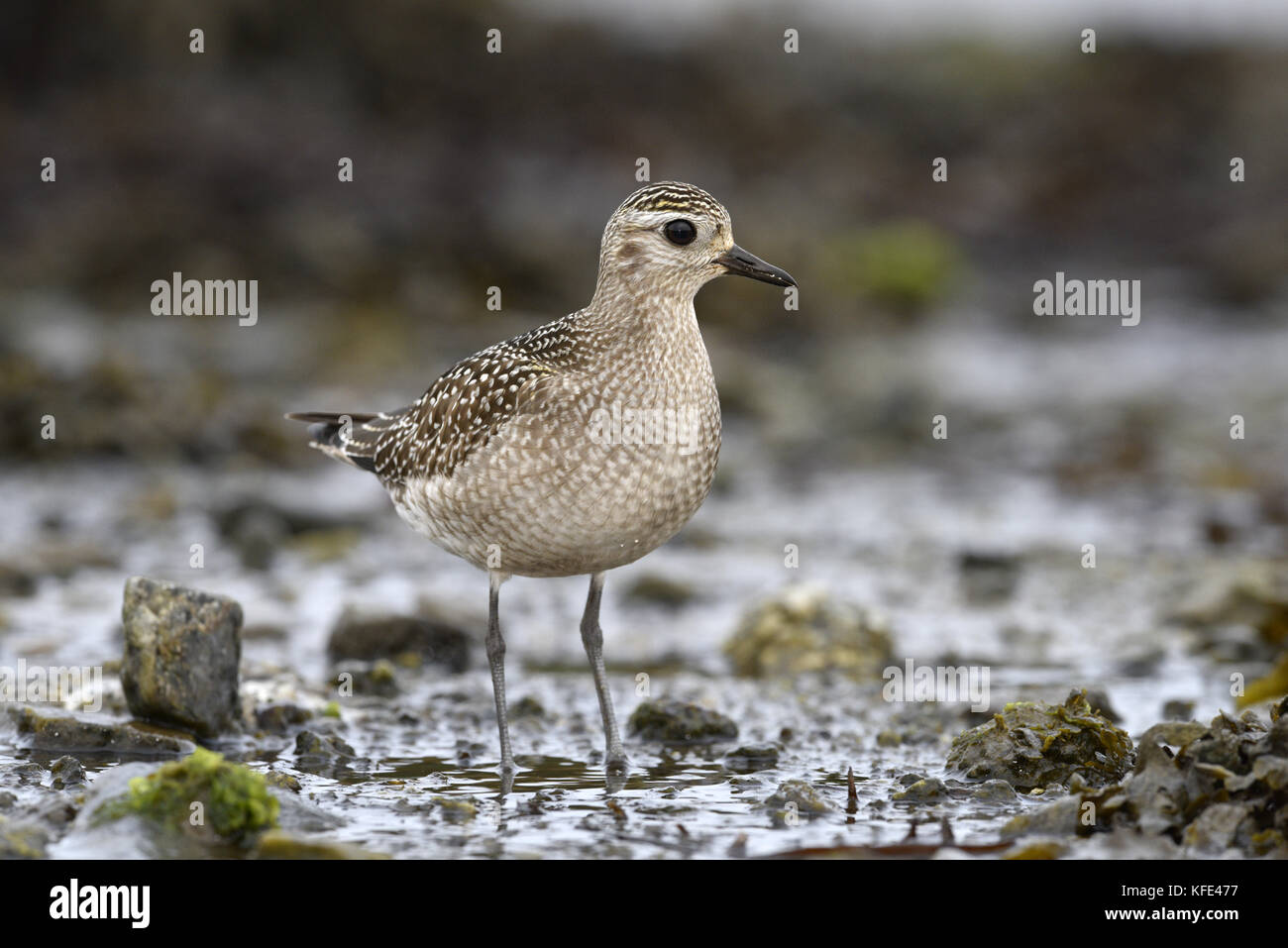 American golden plover - pluvialis dominica Foto Stock