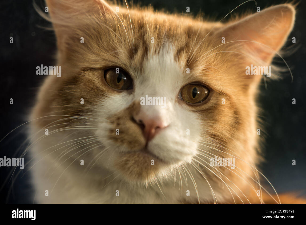 Lo zenzero cat close-up durante l ora d'oro Foto Stock