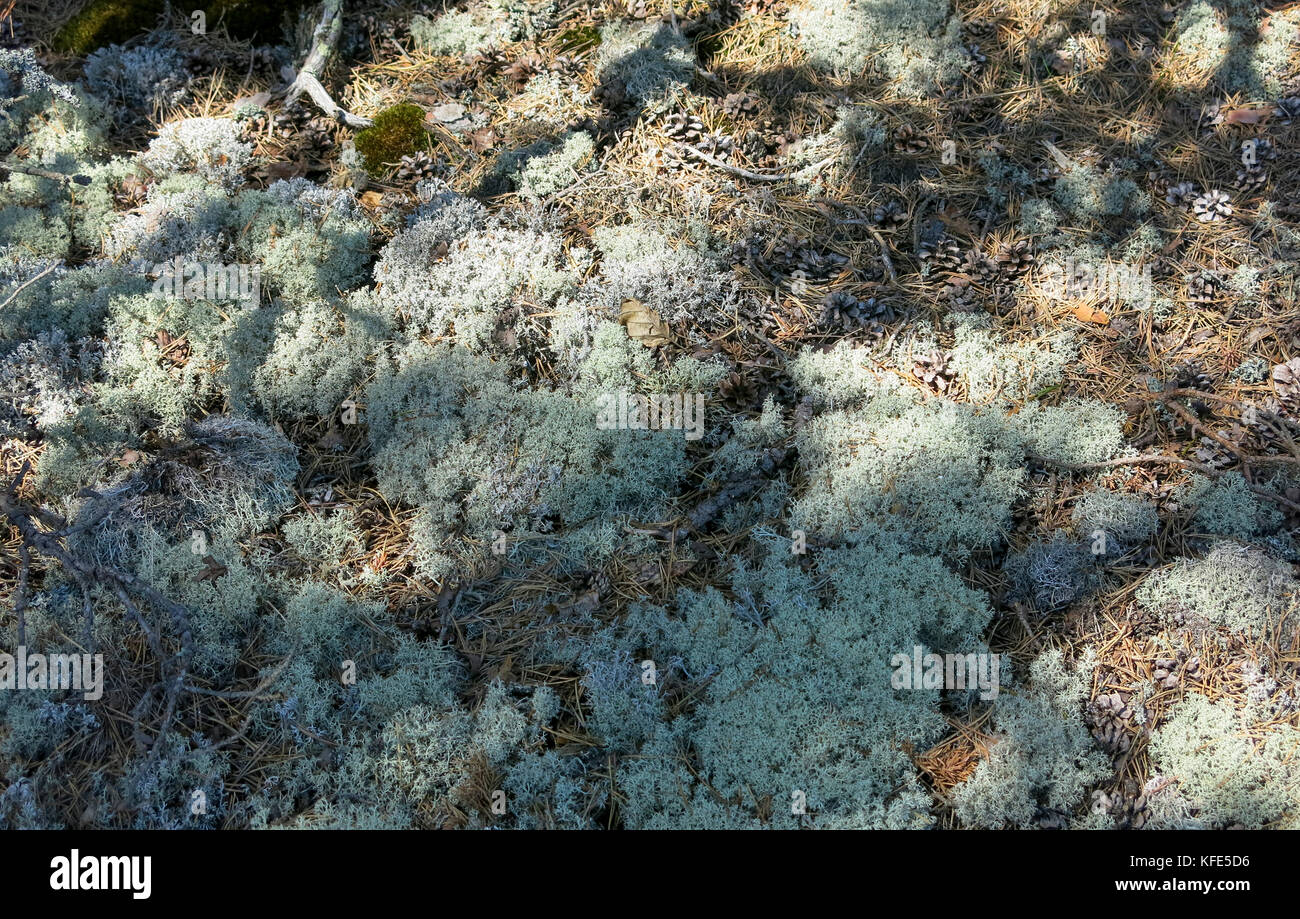 Il lichen nella foresta 2017 Foto Stock