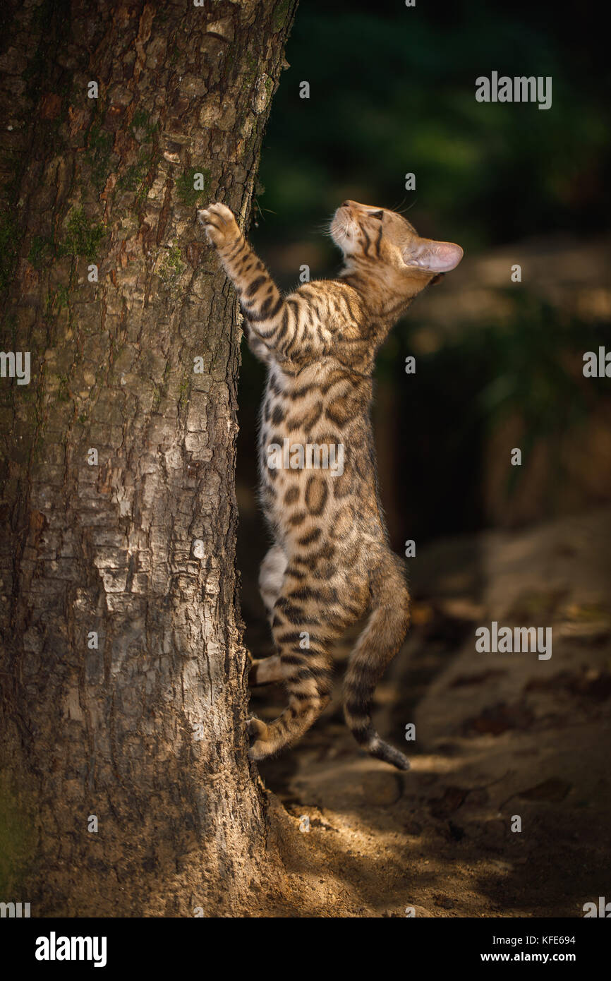 Il Bengala gattino outdoor Foto Stock