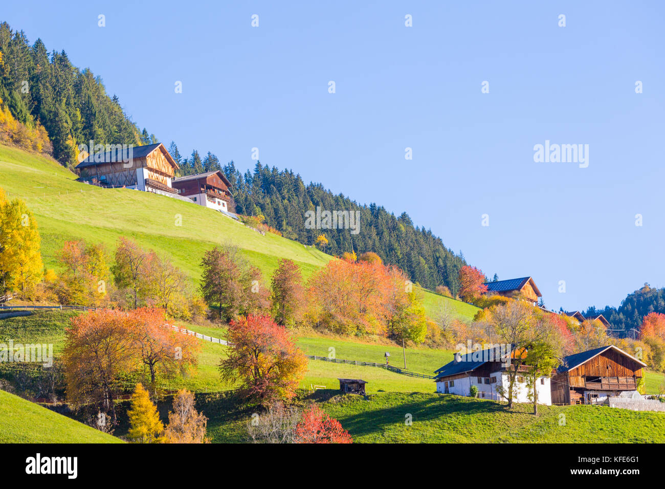 Autunno dorato nelle Dolomiti italiane Alpi, Val di Funes, Trentino Alto Adige, Italia Foto Stock
