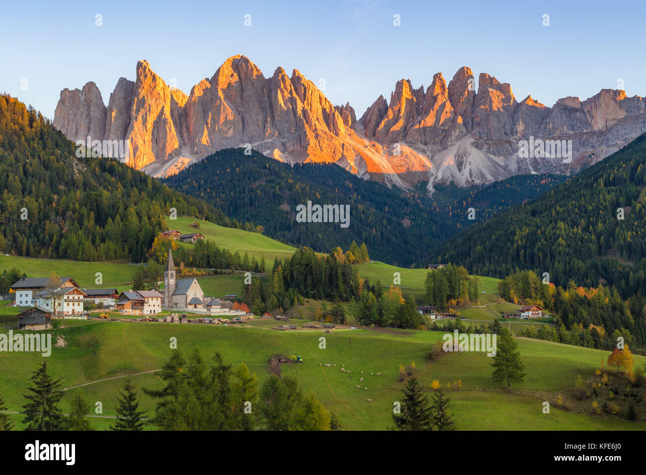 Autunno dorato nelle Dolomiti italiane Alpi, Val di Funes, Trentino Alto Adige, Italia Foto Stock