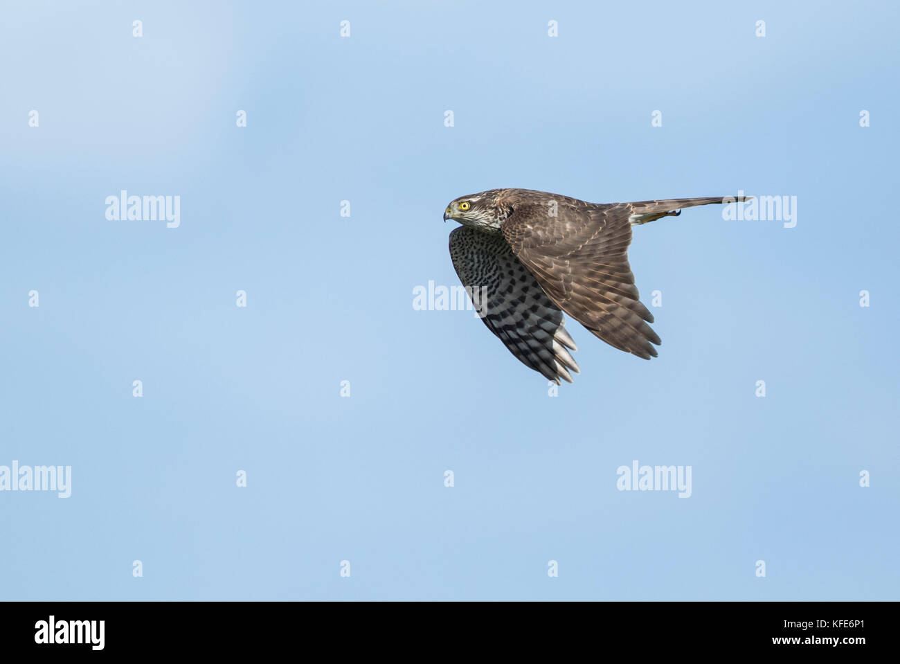 Eurasian Sparviero (Accipiter nisus) in volo sulla migrazione Foto Stock