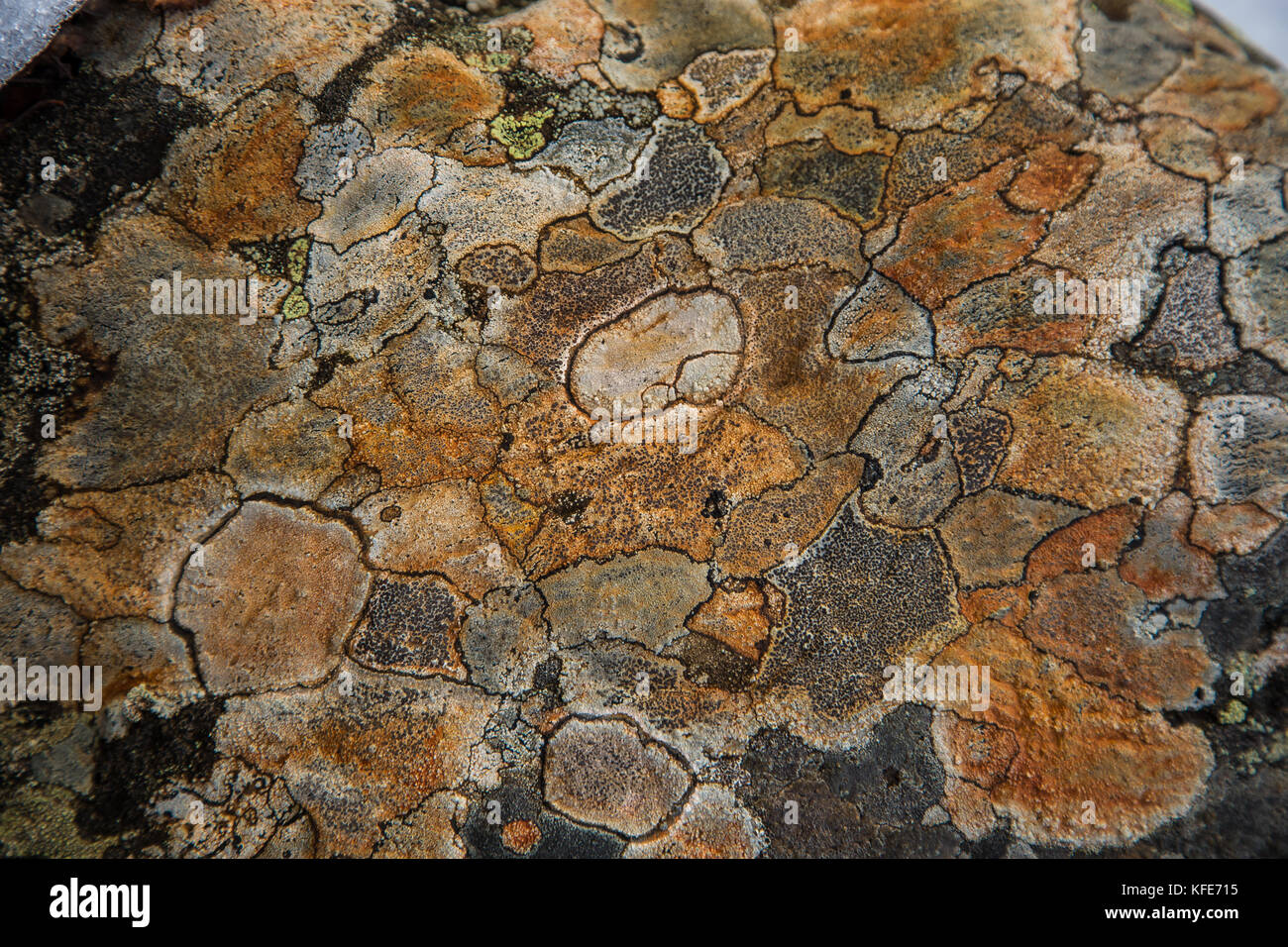 Un bel lichene naturale pattern su una roccia. grigio patch. closeup naturale dello sfondo. Foto Stock