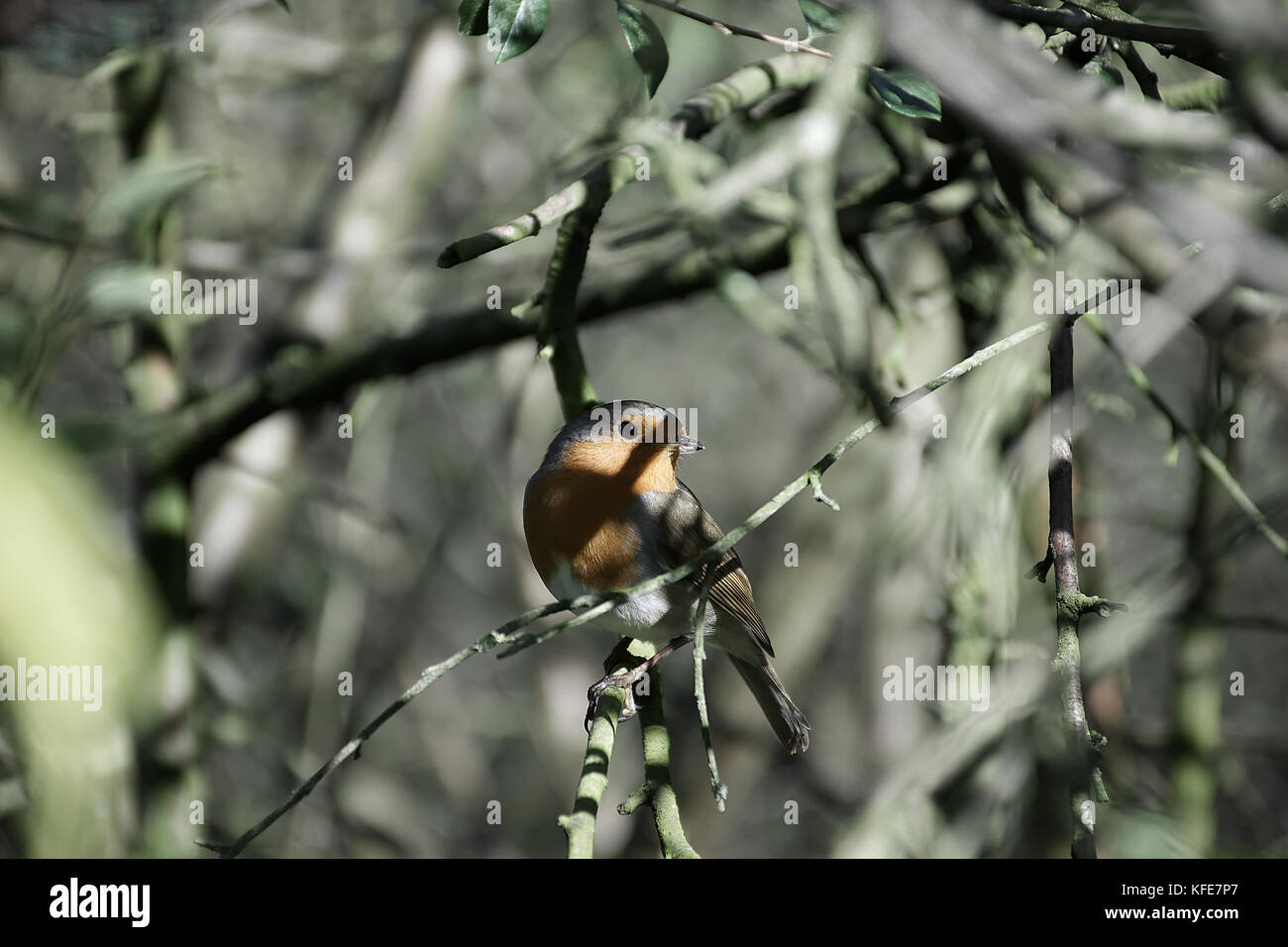 Robin europea,Erithacus rubecula,sul ramo di albero nella soleggiata giornata autunnale,bosco vicino a Westport lago riserva naturale,Stoke on Trent, Staffordshire,UK,2017. Foto Stock