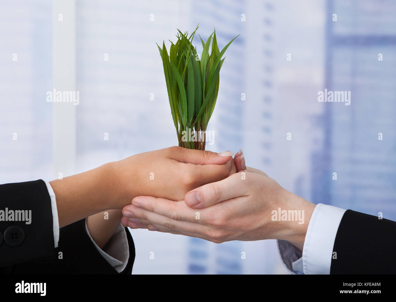 Immagine ritagliata di business persone azienda alberelli in office Foto Stock