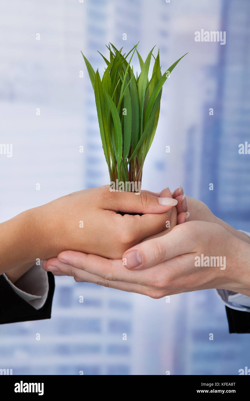 Immagine ritagliata di business persone azienda alberelli in office Foto Stock