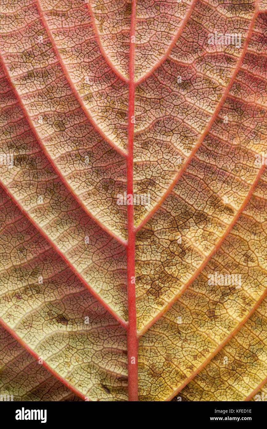 Foglie di albero lato inferiore che mostra le vene, i colori autunnali Foto Stock