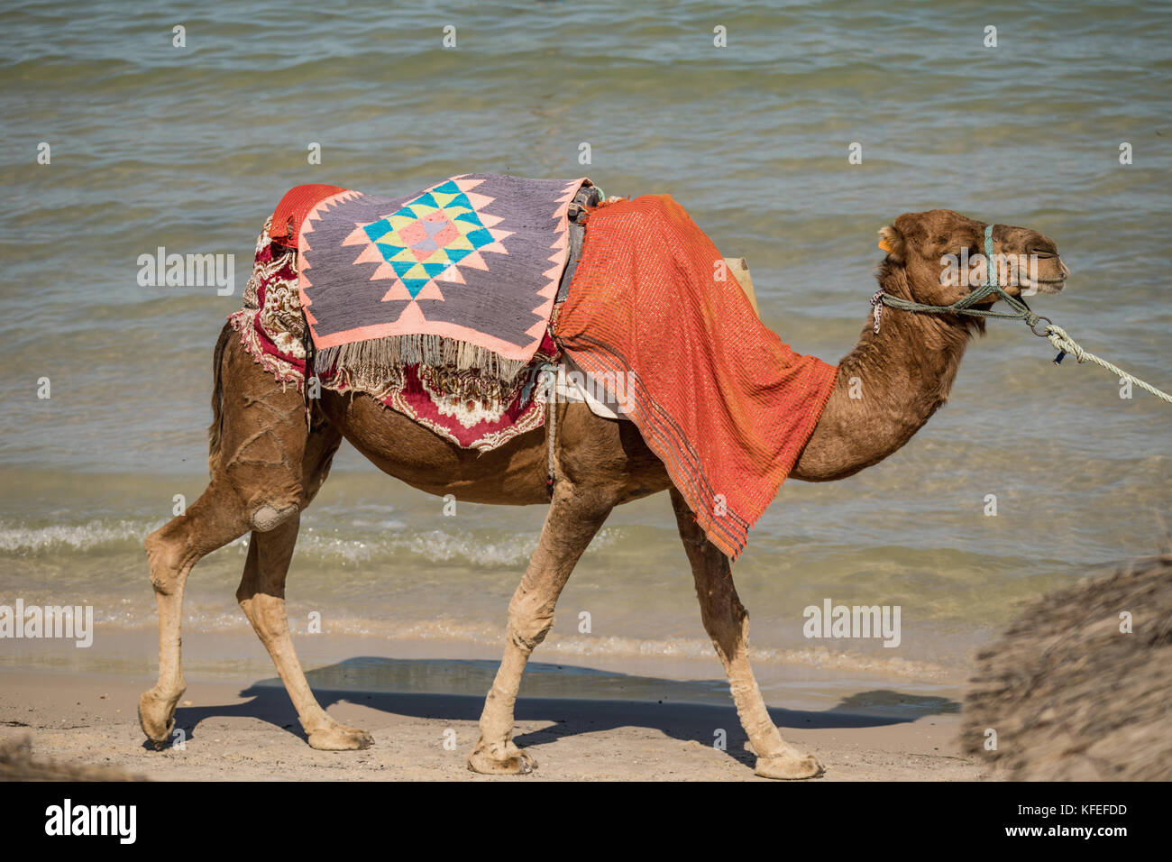 Cammello sulla spiaggia, natura, animali, Monastir, tunisini Foto Stock