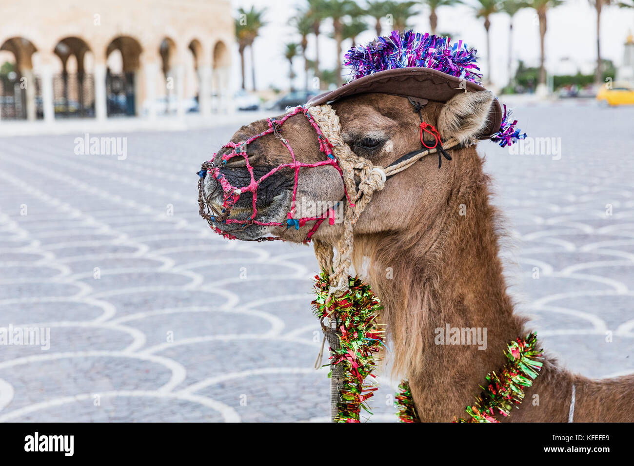 Cammello con ornamenti sulla sua testa sulla piazza di Habib Bourguiba con ombrosi arabo pavilion e fortezza medievale ribat di Monastir Tunisia Foto Stock