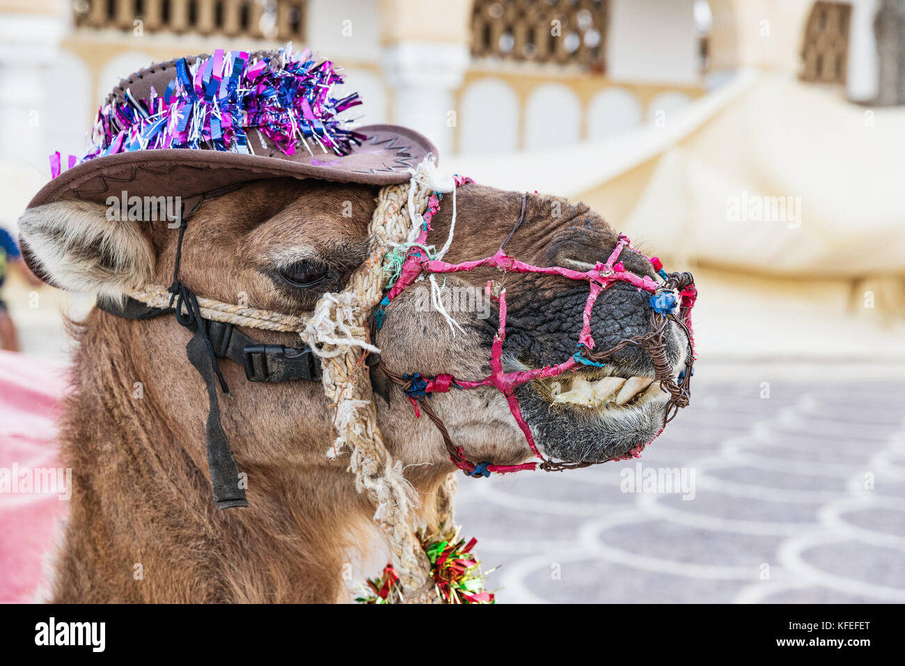 Cammello con ornamenti sulla sua testa sulla piazza di Habib Bourguiba con ombrosi arabo pavilion e fortezza medievale ribat di Monastir Tunisia Foto Stock