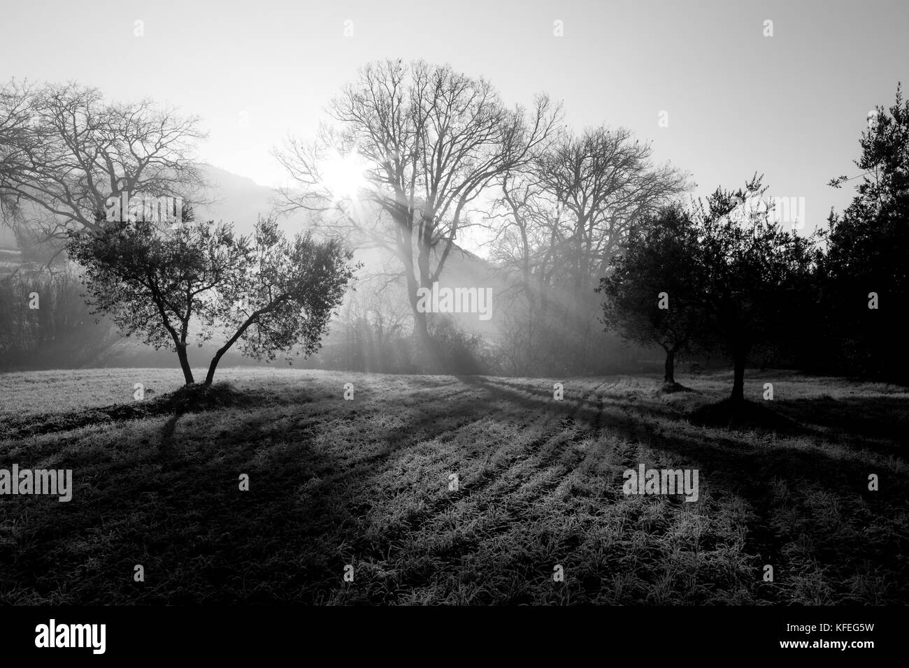 Potenti raggi di sole taglio attraverso la nebbia all'alba, nel mezzo di alcuni alberi su un prato Foto Stock