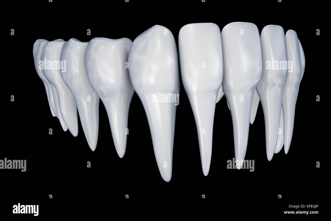 Denti umani 3d instalation. accurata dal punto di vista medico odontoiatrico anatomia. Foto Stock