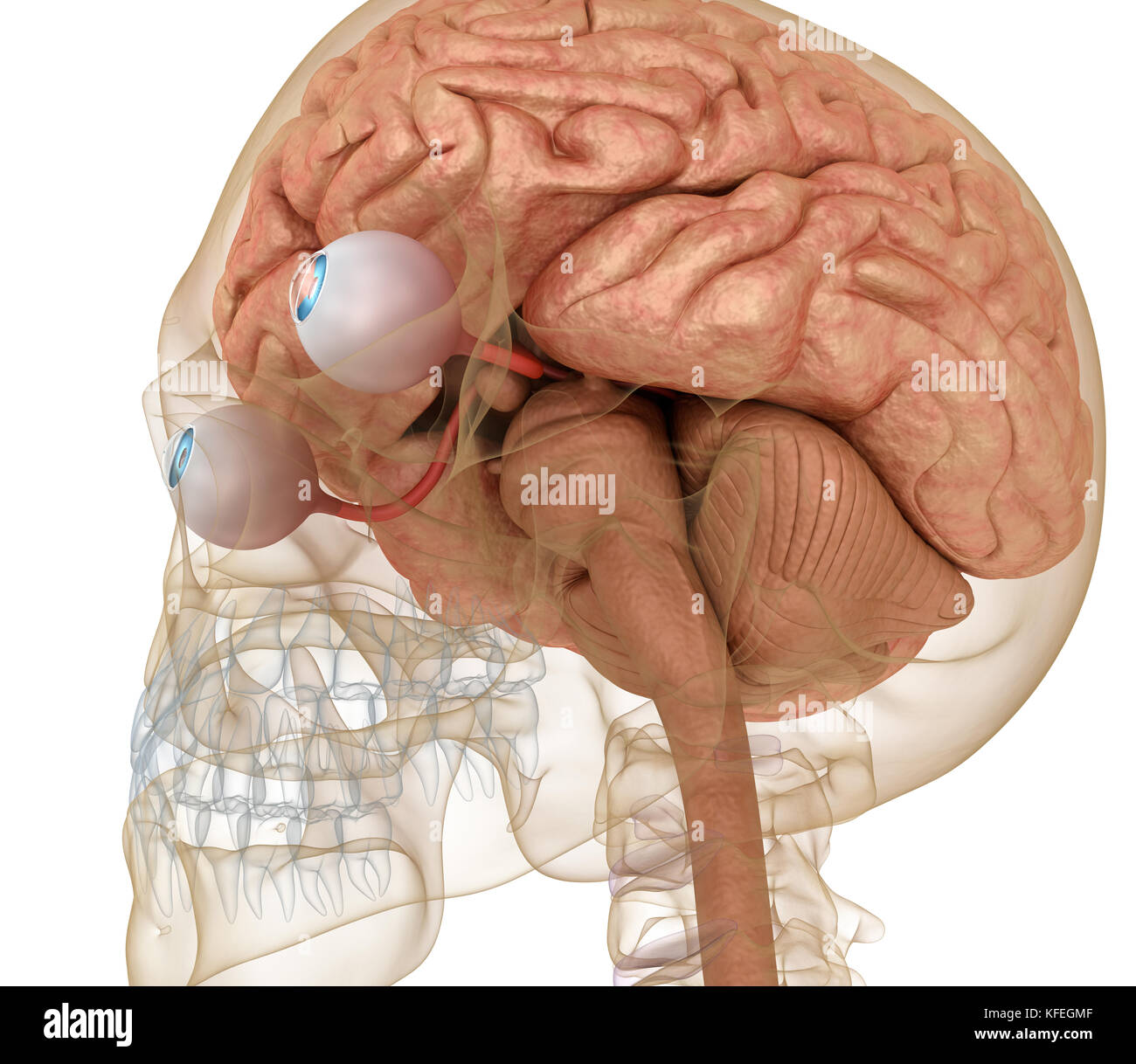 Anatomia degli occhi e lo scheletro isolati su bianco. 3D render Foto Stock