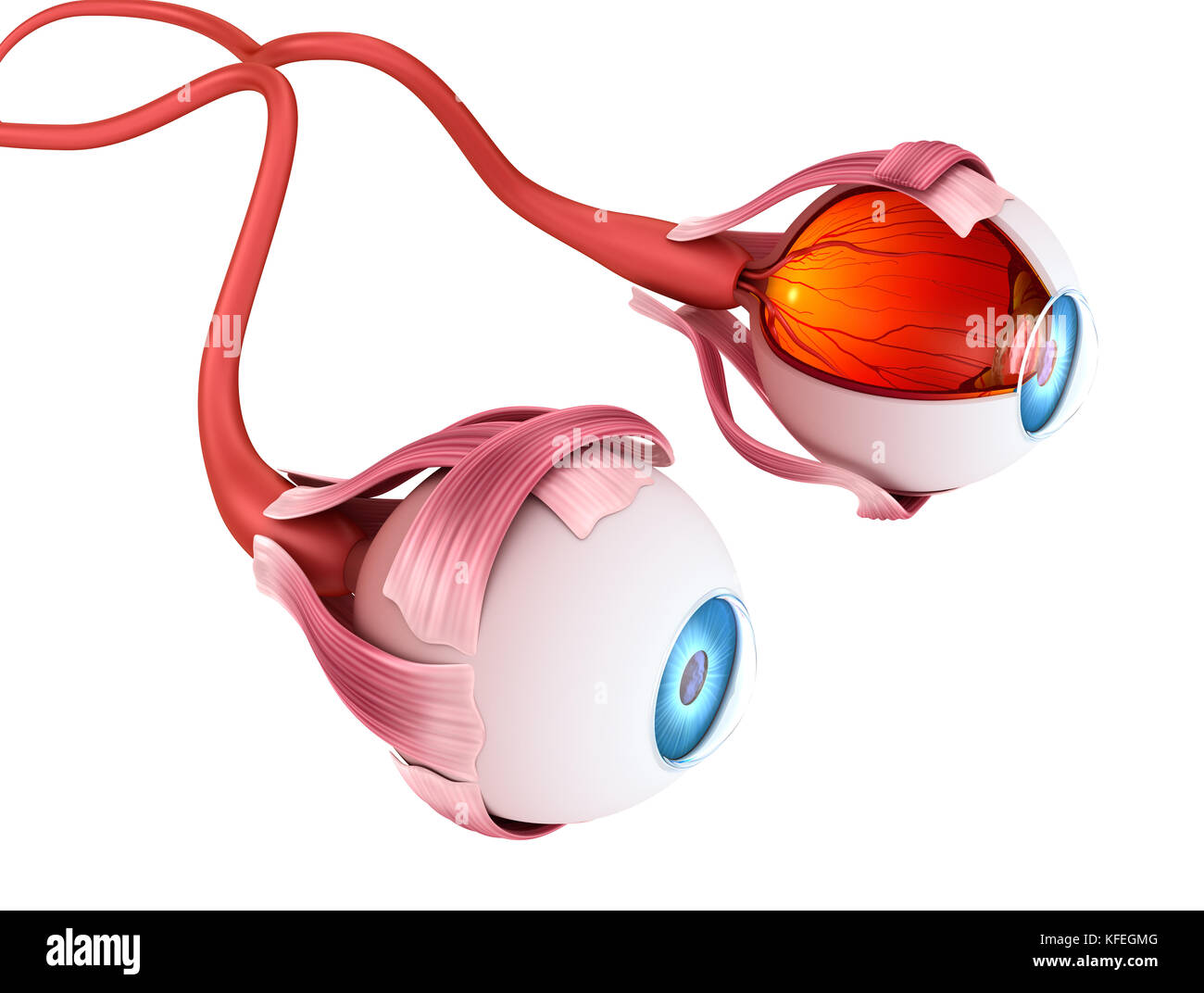 Anatomia occhio - struttura interna, accurata dal punto di vista medico 3D'illustrazione . Foto Stock