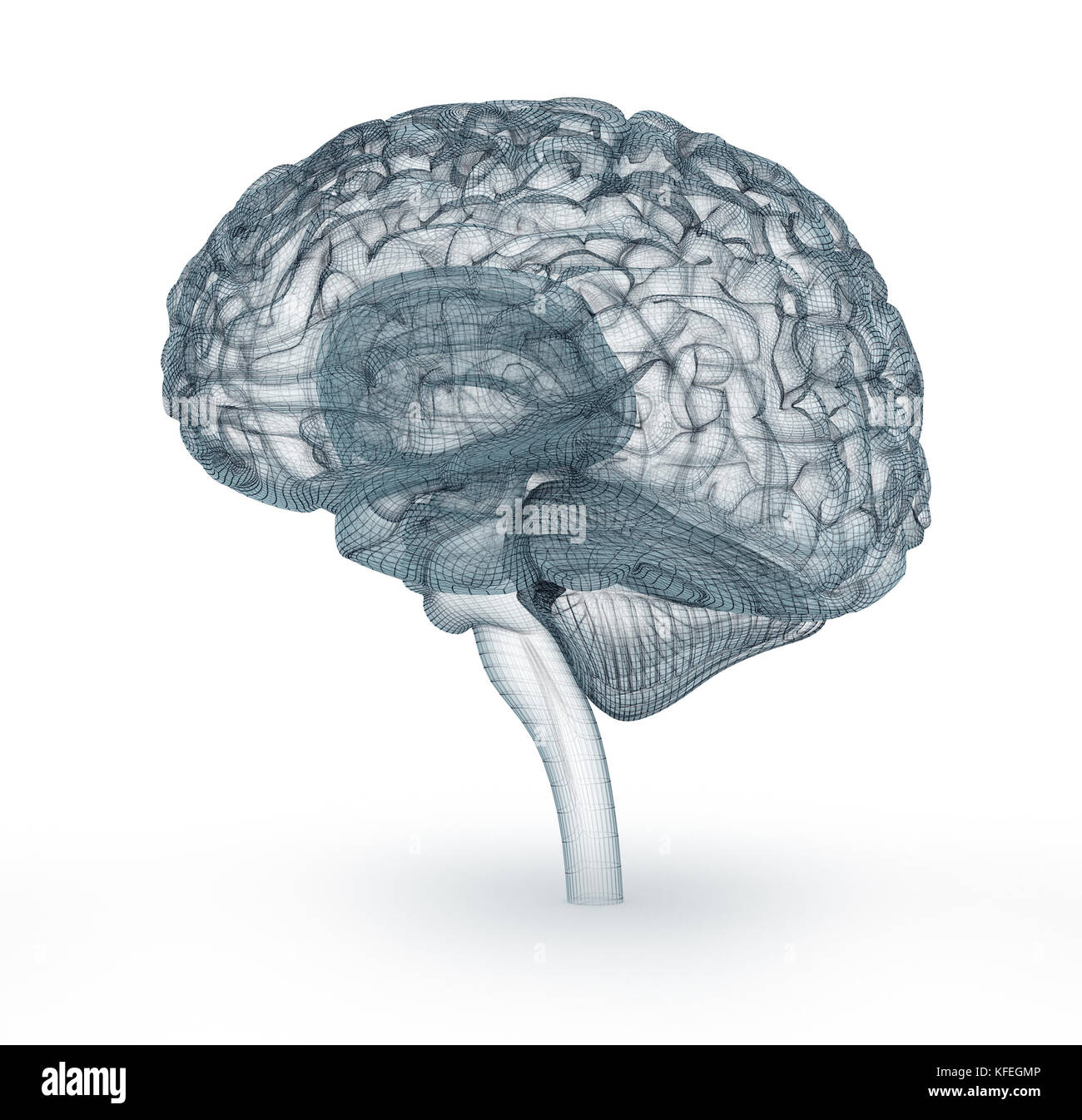Cervello umano modello 3D. Accurata dal punto di vista medico 3D illustrazione Foto Stock