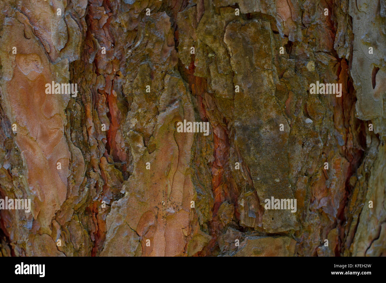 Pino corteccia sfondo. telone. legno texture, marrone Foto Stock