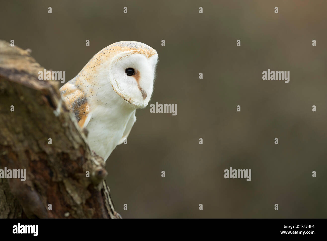 Owl fienile; Tyto alba singolo adulto sulla Cornovaglia di ceppo dell'albero; Regno Unito Foto Stock