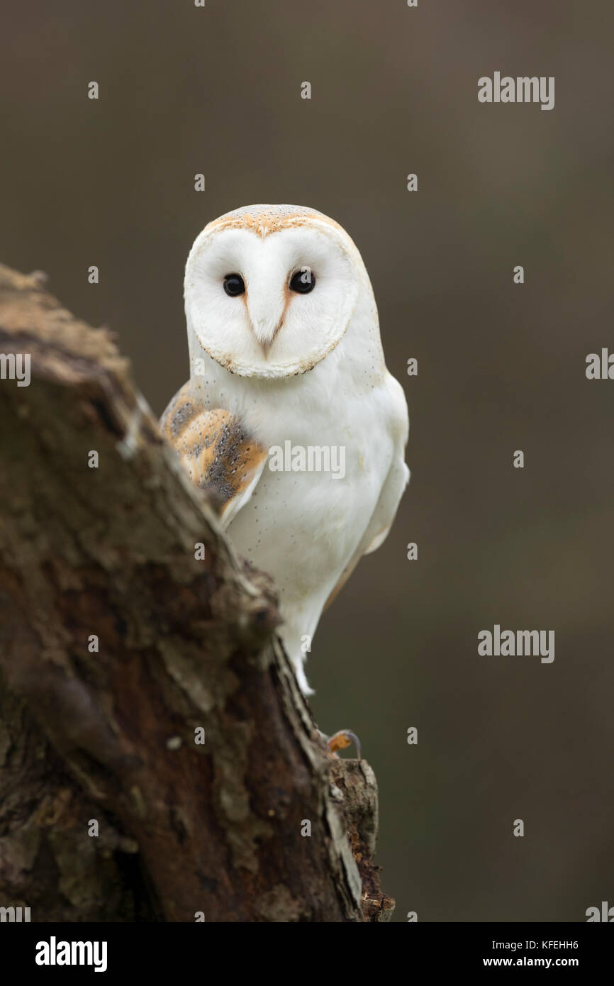 Owl di Barn; Tyto alba singolo adulto sulla Cornovaglia del ceppo; Regno Unito Foto Stock