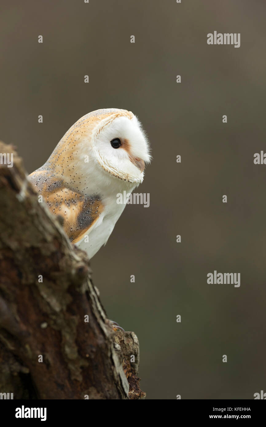 Owl di Barn; Tyto alba singolo adulto sulla Cornovaglia del ceppo; Regno Unito Foto Stock