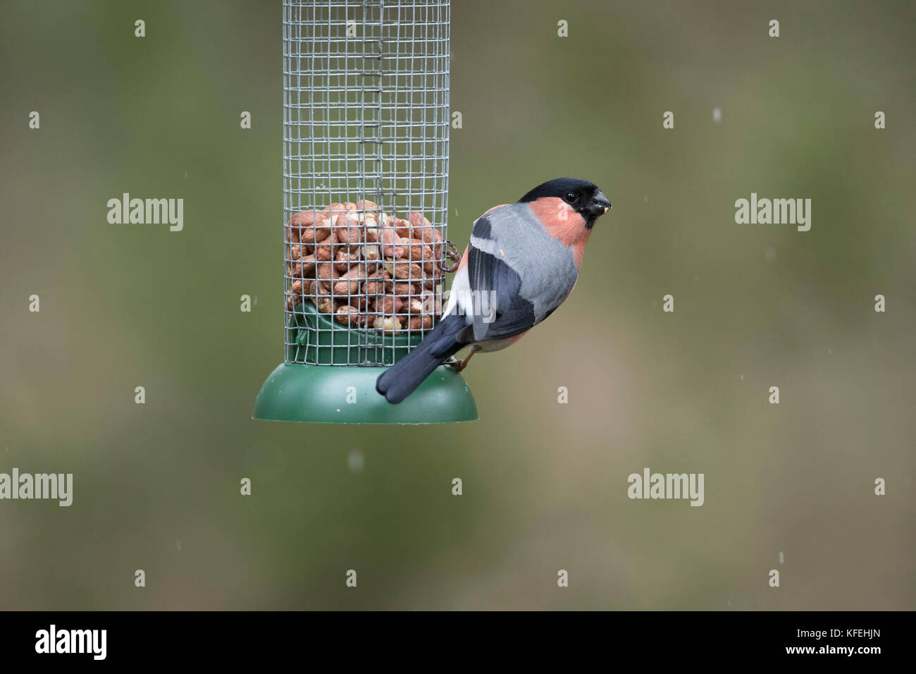 Bullfinch; Pyrrrrrrrhula singolo maschio su Cornovaglia alimentatore di arachidi; UK Foto Stock