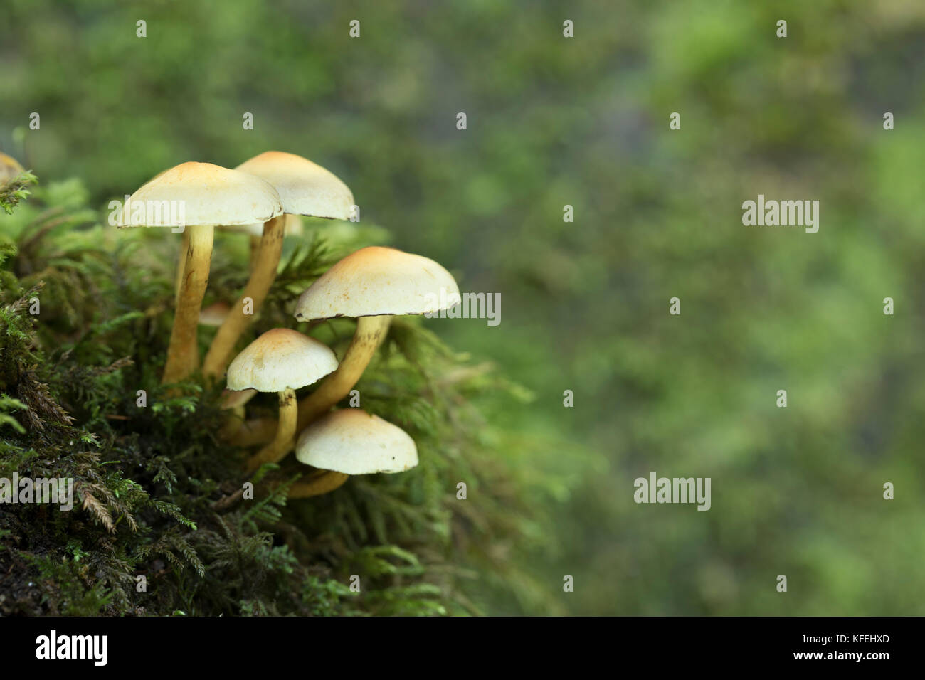 Ciuffo di zolfo; Hypholoma fasciculare Cornwall, Regno Unito Foto Stock