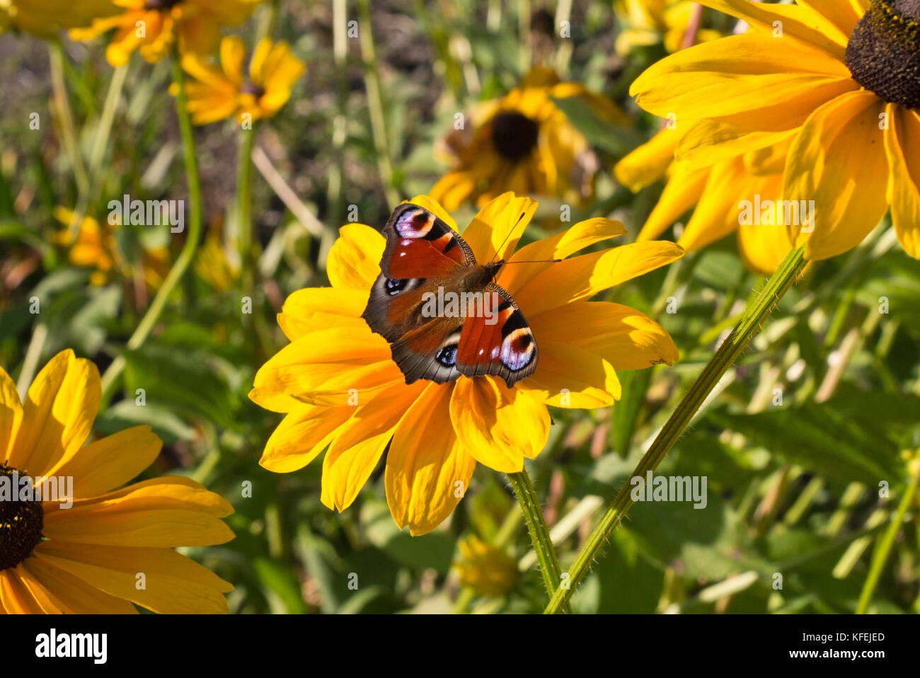 Black-eyed susan (rudbeckia hirta 'estate indiana") e farfalla pavone (Inachis io) Foto Stock